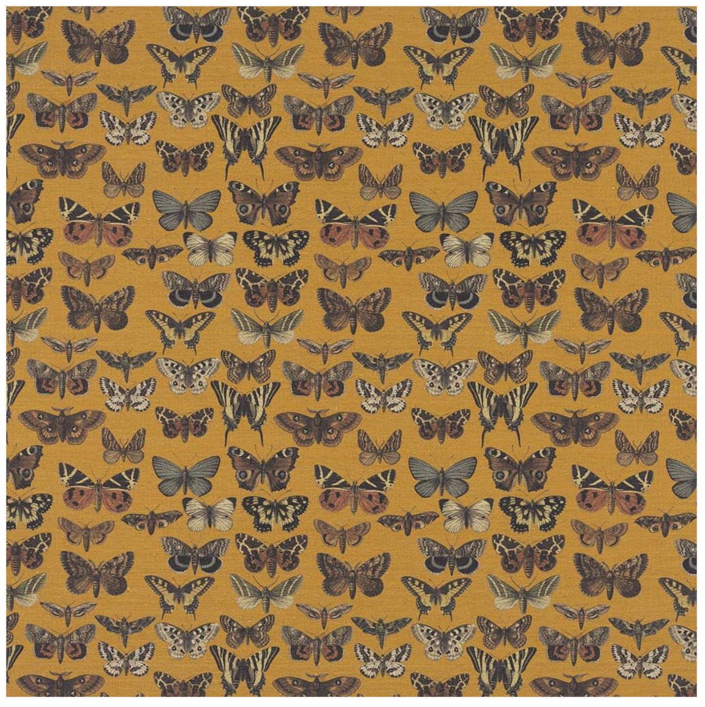 Porto Ottoman - Butterflies